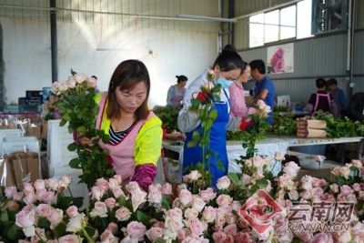 云南祥云：玫瑰花开幸福来