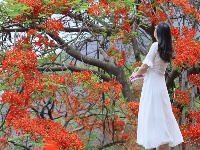图集 |  绿汁小镇美 凤凰花又开