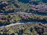 图集 | 蓝天映花微风熏 轿子山上花路俏