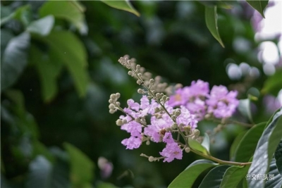 大花紫薇 一片粉紫温柔了普洱的仲夏时光