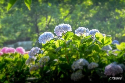 云上村庄 隐世独立的苍山后花园