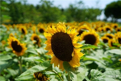 向日葵花海正盛开 太平湖森林小镇30元特惠迎客来！ 