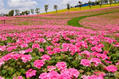 向日葵花海正盛开 太平湖森林小镇30元特惠迎客来！ 