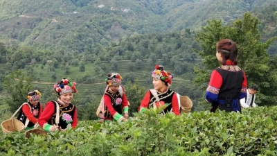  魅力无量，万亩茶园茶飘香！