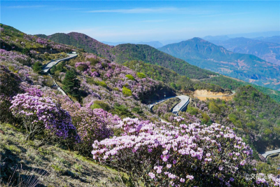你知道吗？1600余种植物自由生长在云南轿子山
