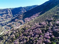 图集 | 蓝天映花微风熏 轿子山上花路俏