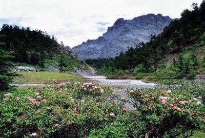 “中国旅游日”将至 快来香格里拉赏醉美杜鹃花