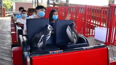 可爱到犯规！武汉欢乐谷有两只企鹅游客 因疫情被憋太久有点点心酸