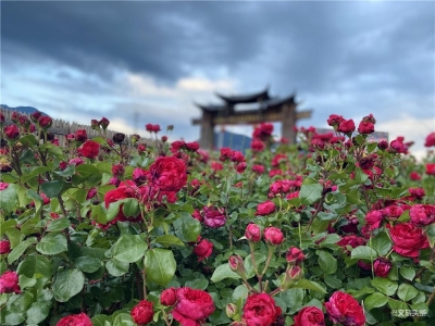 乡村旅游｜来自一片玫瑰花海的邀请函，在丽江拉市海湖畔等你