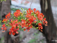 图集 |  绿汁小镇美 凤凰花又开