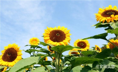 中国旅游日｜网红小镇弥勒太平湖特惠30天，凭此推文入园，立减50元！