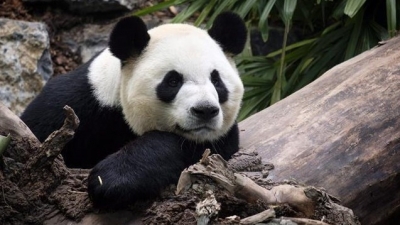 吃不到新鲜竹子！旅加大熊猫受疫情影响将提前两年归国