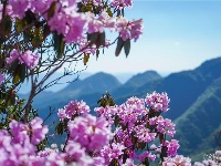 图集 | 蓝天映花微风熏 轿子山上花路俏