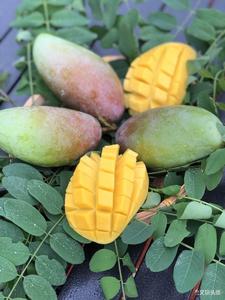 金凤尝罢不思芒，太阳城里又飞出“金凤凰”