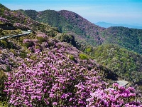 图集 | 蓝天映花微风熏 轿子山上花路俏