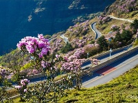 图集 | 蓝天映花微风熏 轿子山上花路俏