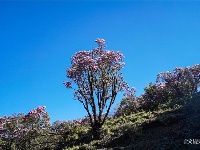 图集 | 蓝天映花微风熏 轿子山上花路俏