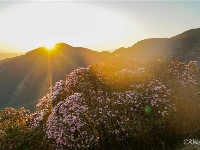图集 | 蓝天映花微风熏 轿子山上花路俏