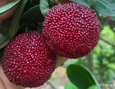 夏风起 杨梅红，好味藏在石屏深山中