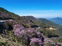 图集 | 蓝天映花微风熏 轿子山上花路俏