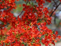图集 |  绿汁小镇美 凤凰花又开