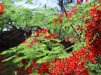 图集 |  绿汁小镇美 凤凰花又开