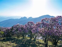 图集 | 蓝天映花微风熏 轿子山上花路俏