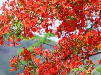 图集 |  绿汁小镇美 凤凰花又开