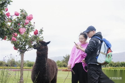 【视频】傅首尔将在大理举办农场婚礼