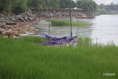 花更艳树更绿  雨中的大理别有一番韵味