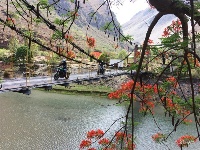 图集 |  绿汁小镇美 凤凰花又开