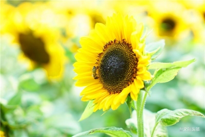 向日葵花海正盛开 太平湖森林小镇30元特惠迎客来！ 