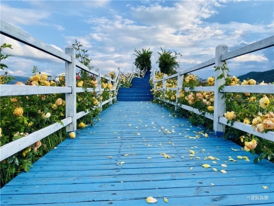 乡村旅游｜来自一片玫瑰花海的邀请函，在丽江拉市海湖畔等你