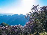 图集 | 蓝天映花微风熏 轿子山上花路俏