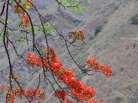 图集 |  绿汁小镇美 凤凰花又开