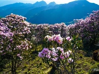 图集 | 蓝天映花微风熏 轿子山上花路俏