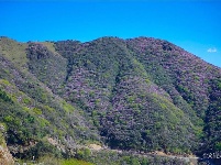 图集 | 蓝天映花微风熏 轿子山上花路俏