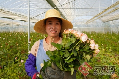 云南祥云：玫瑰花开幸福来