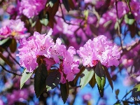 图集 | 蓝天映花微风熏 轿子山上花路俏