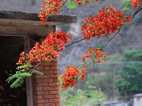 图集 |  绿汁小镇美 凤凰花又开