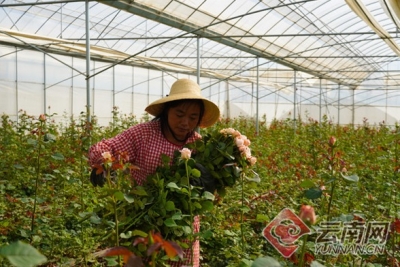云南祥云：玫瑰花开幸福来