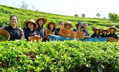 茶旅融合怎么做？看看普洱的“三个一批”！