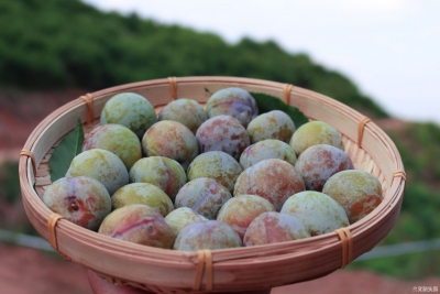 “红”运当头，非“李”莫属！仅有20多天尝鲜期的三华李，还不来尝？