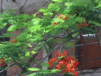 图集 |  绿汁小镇美 凤凰花又开