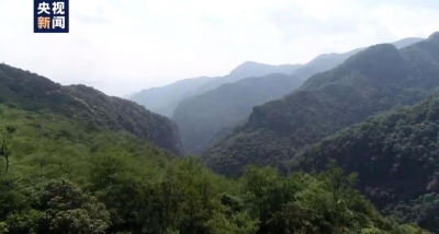 中国新纪录物种：珍稀牛角兰首次在云南无量山中发现