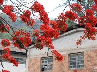图集 |  绿汁小镇美 凤凰花又开