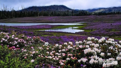 【云游迪庆】香格里拉山满杜鹃 芳姝醉目百看不厌