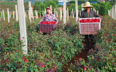 云南小河边村：1100亩鲜食玫瑰助农增收1000余万元