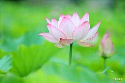【图说普洱】洗马湖畔风荷举 荷花仙子下凡来！