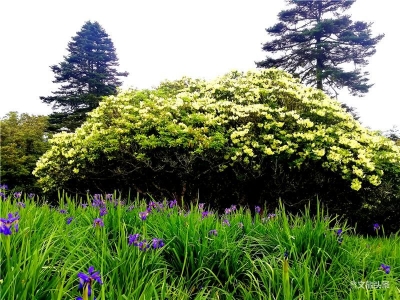 夏天，鸢尾花在丽江格拉丹盛情绽放！